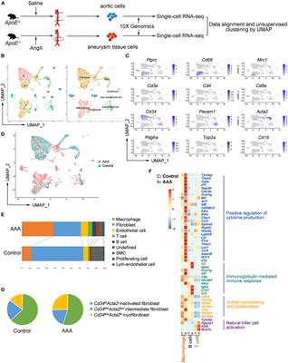 Single-Cell Transcriptome Profiles Reveal Fibrocytes as Potential Targets of Cell Therapies for Abdominal Aortic Aneurysm